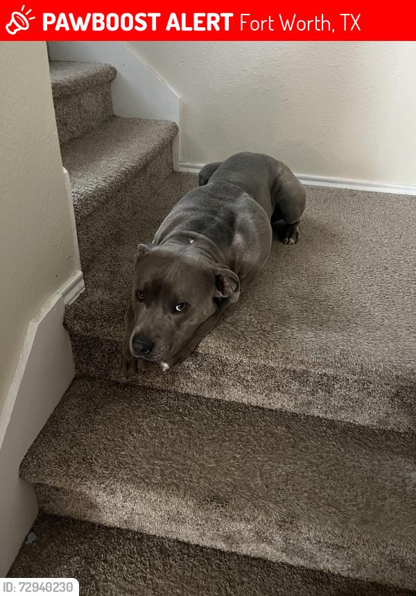 Lost Male Dog last seen Chalk mountain and old Burleson rd, Fort Worth, TX 76140