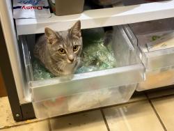 Reunited Female Cat last seen linden rd , Winter Park, FL 32792