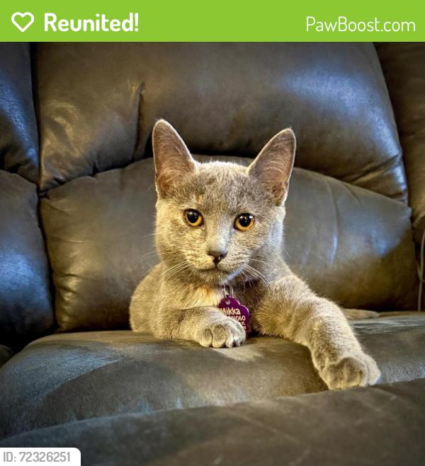 Reunited Female Cat last seen 54th st, and Sansom Street. a Philadelphia 19139, Philadelphia, PA 19139