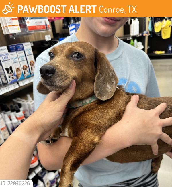 Found/Stray Female Dog last seen South loop 336 and I-45, at the entrance of the shopping center bear EOS fitness , Conroe, TX 77301