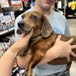 Found/Stray Female Dog last seen South loop 336 and I-45, at the entrance of the shopping center bear EOS fitness , Conroe, TX 77301