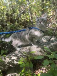 Lost Male Cat last seen center st and high st, Pembroke, MA 02359