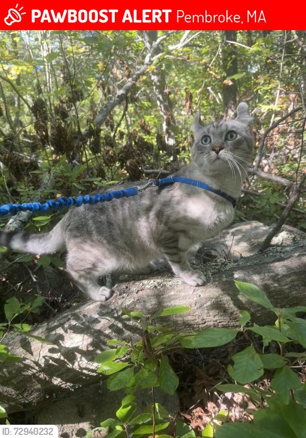 Lost Male Cat last seen center st and high st, Pembroke, MA 02359