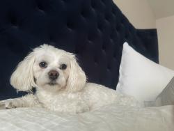 Lost Male Dog last seen Arizona and Federal , Denver, CO 80219