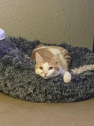Lost Male Cat last seen Pebble and Pecos , Henderson, NV 89074