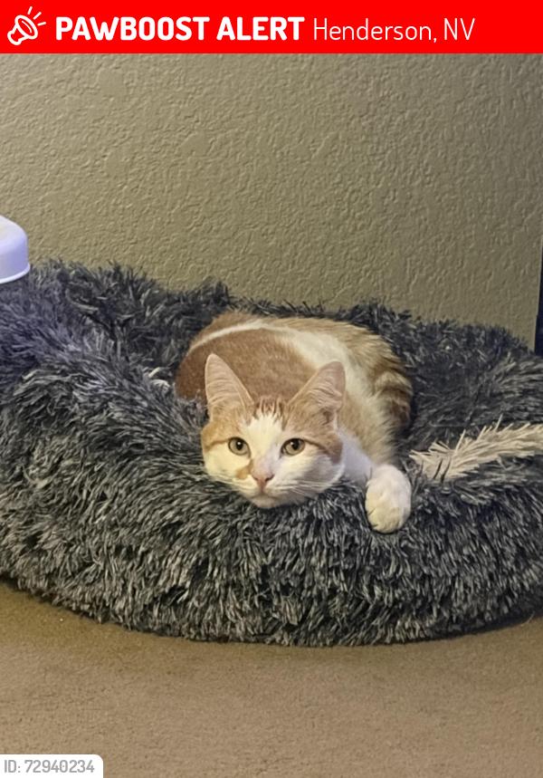 Lost Male Cat last seen Pebble and Pecos , Henderson, NV 89074