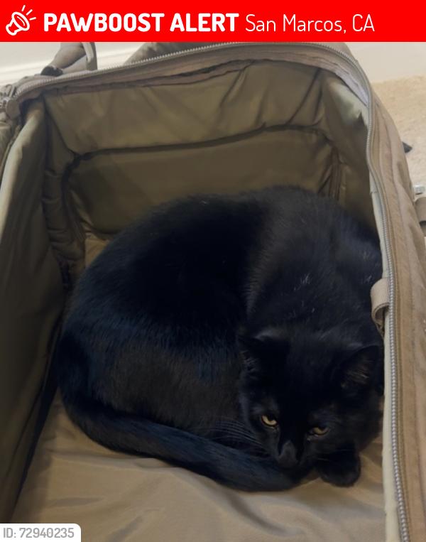 Lost Male Cat last seen Last seen at home. Unknown when he got out, San Marcos, CA 92078