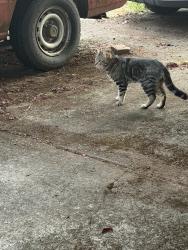 Reunited Male Cat last seen River Road, Eugene, Eugene, OR 97404