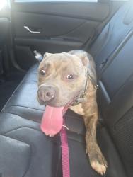 Found/Stray Male Dog last seen Walmart, Richmond, TX 77406