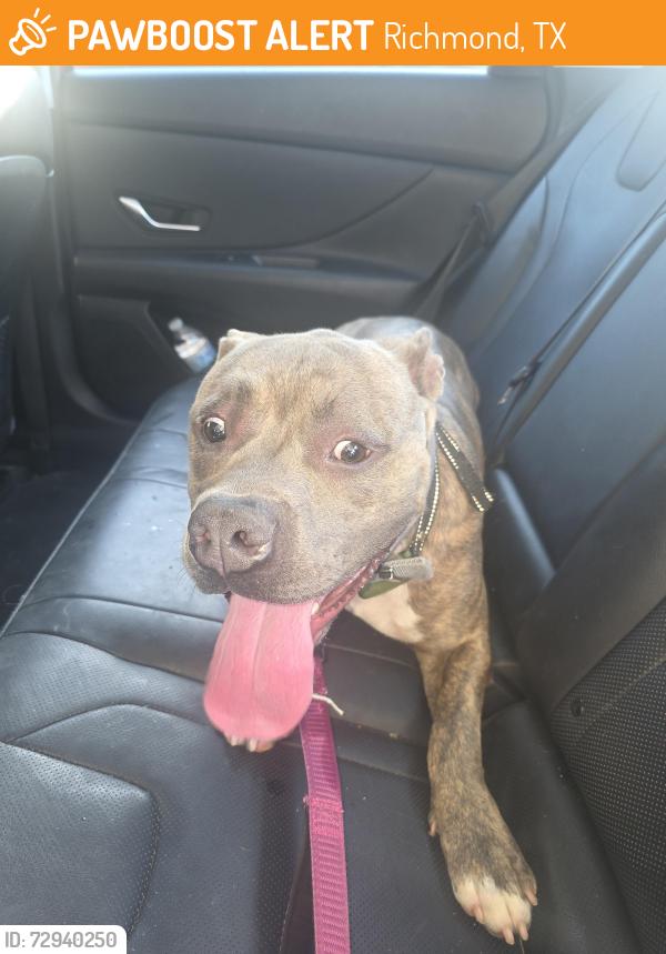 Found/Stray Male Dog last seen Walmart, Richmond, TX 77406