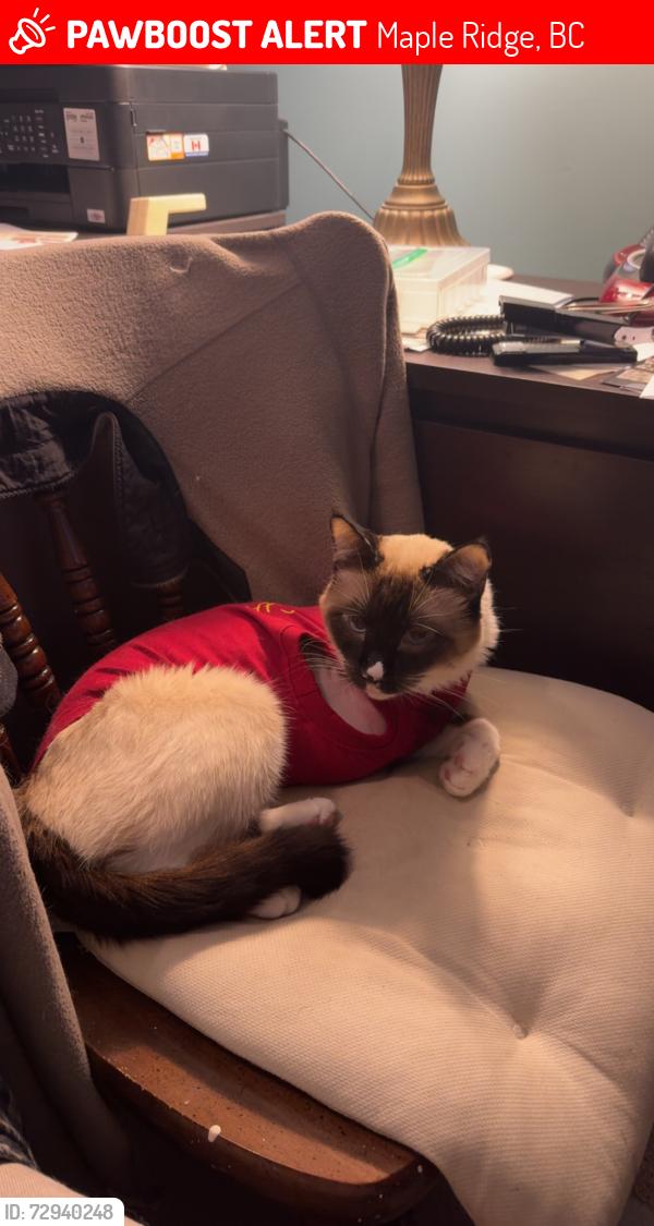 Lost Male Cat last seen Near St, Maple Ridge, BC 