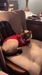 Lost Male Cat last seen Near St, Maple Ridge, BC 