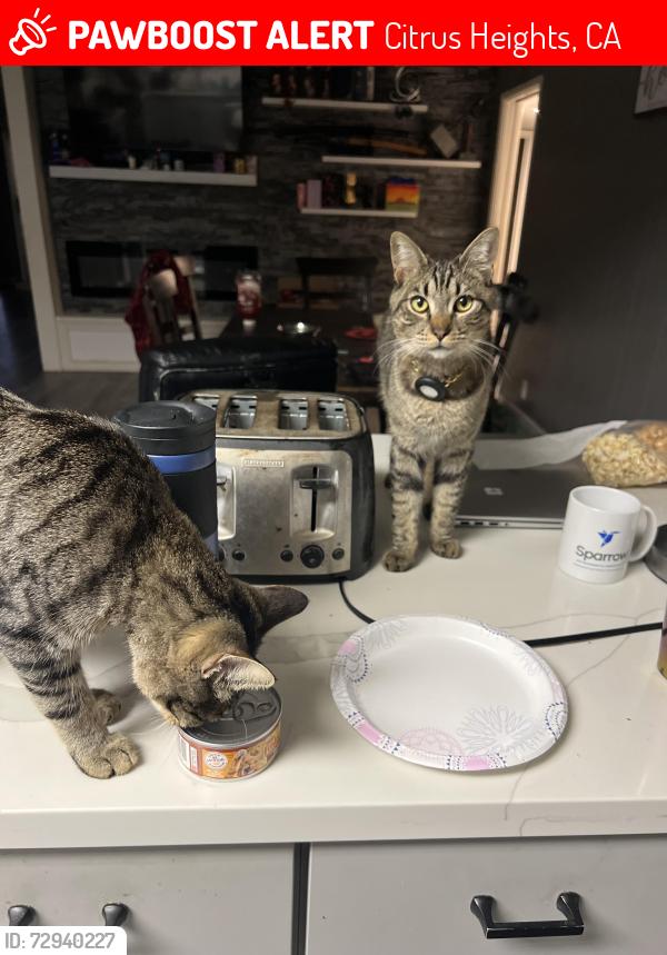 Lost Male Cat last seen Sunrise and antelope , Citrus Heights, CA 95610