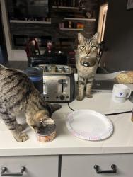 Lost Male Cat last seen Sunrise and antelope , Citrus Heights, CA 95610