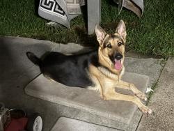 Found/Stray Male Dog last seen Bryant Park Ct, Houston, TX 77086