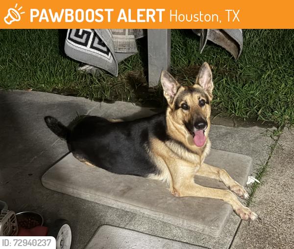 Found/Stray Male Dog last seen Bryant Park Ct, Houston, TX 77086