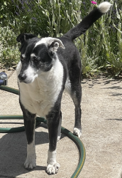 Found/Stray Unknown Dog last seen SE Lincoln at  Mt Tabor entrance, Portland, OR 97216