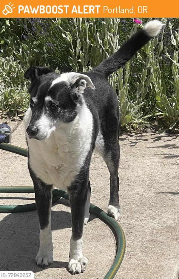 Found/Stray Unknown Dog last seen SE Lincoln at  Mt Tabor entrance, Portland, OR 97216