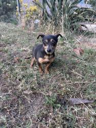 Found/Stray Female Dog last seen man Ave, Rosemead, CA 91770