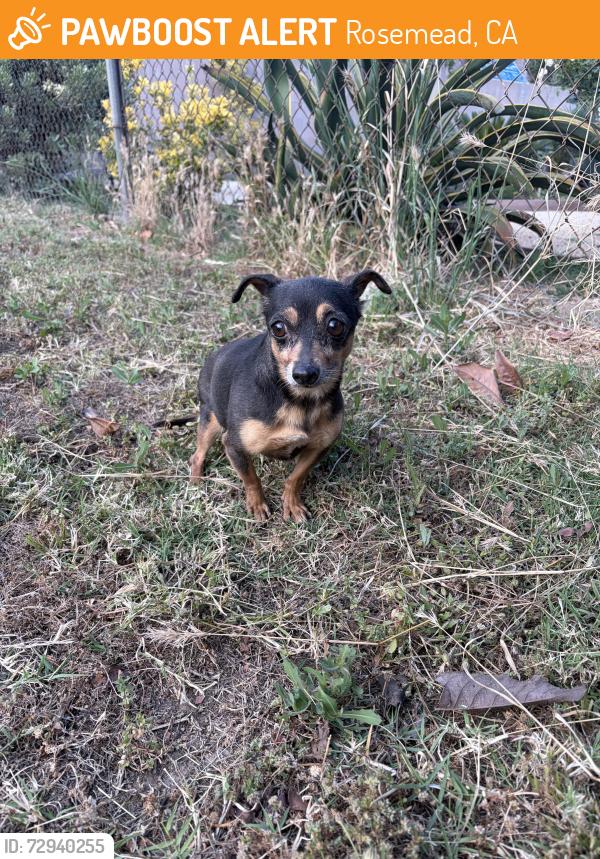 Found/Stray Female Dog last seen man Ave, Rosemead, CA 91770