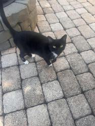 Found/Stray Female Cat last seen Near Southpointe Lane, Pensacola, FL 32514
