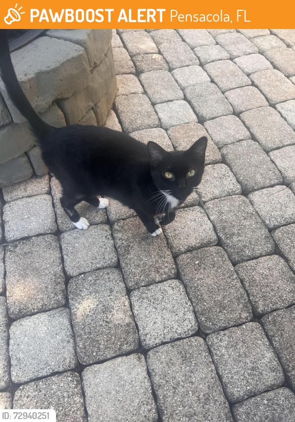 Found/Stray Female Cat last seen Near Southpointe Lane, Pensacola, FL 32514