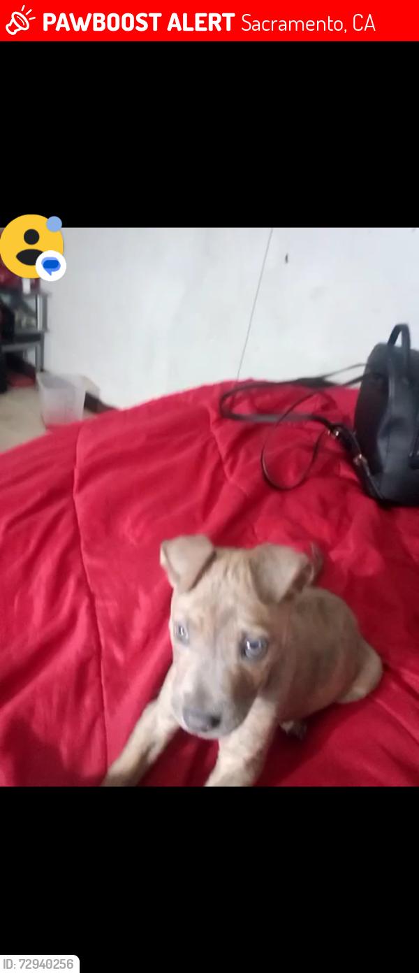 Lost Female Dog last seen Broadway & Muir way, Sacramento, CA 95818