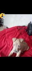 Lost Female Dog last seen Broadway & Muir way, Sacramento, CA 95818