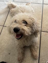 Reunited Male Dog last seen Broadbend & Cherry Hill St, Las Vegas, NV 89122