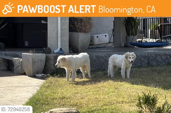 Found/Stray Female Dog last seen Claremont Ave and Mindanao, Bloomington, CA 92316