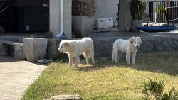 Found/Stray Female Dog last seen Claremont Ave and Mindanao, Bloomington, CA 92316