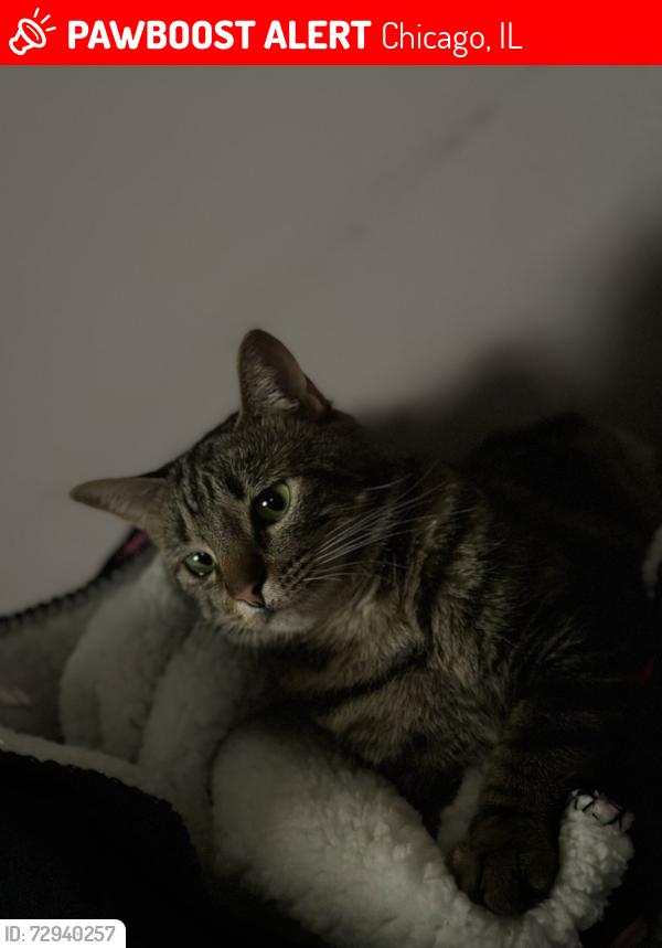 Lost Male Cat last seen schubert & sayer ELMWOOD PARK/ MONTCLARE AREA, Chicago, IL 60707