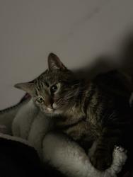 Lost Male Cat last seen schubert & sayer ELMWOOD PARK/ MONTCLARE AREA, Chicago, IL 60707