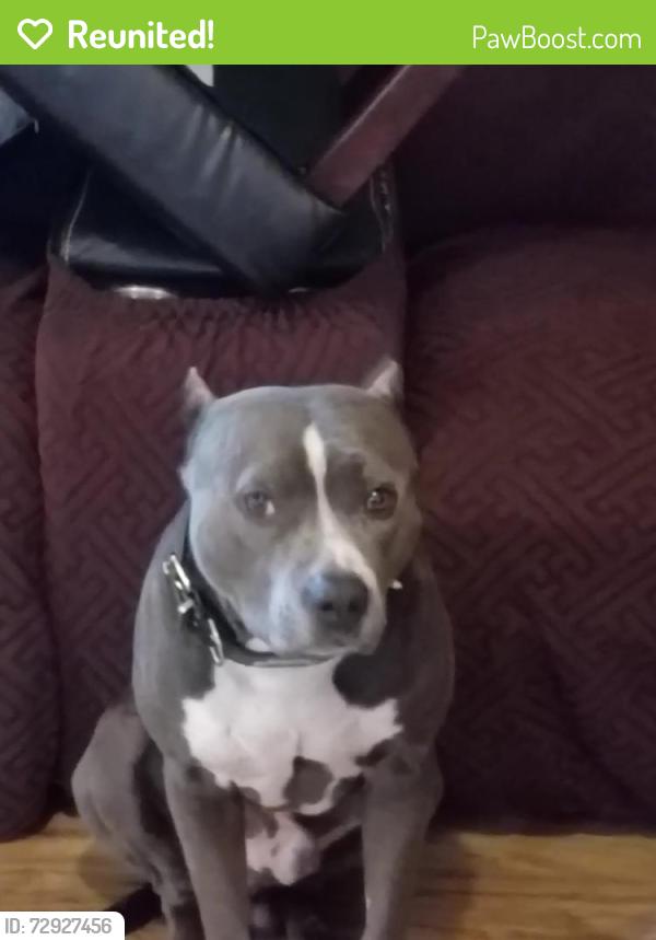 Reunited Male Dog last seen Mohawk drive, Montgomery, TX 77316