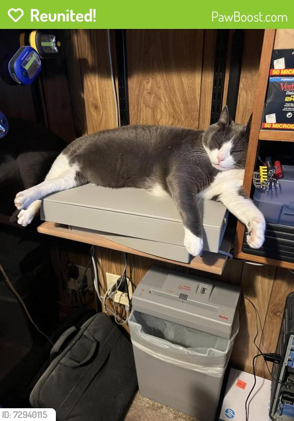 Reunited Male Cat last seen West 10th and Pecan, Freeport, TX 77541