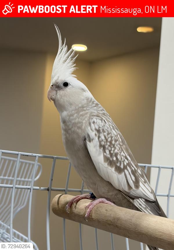 Lost Female Bird last seen Churchill meadow’s public school , Mississauga, ON L5M