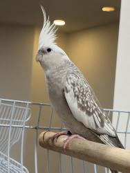 Lost Female Bird last seen Churchill meadow’s public school , Mississauga, ON L5M