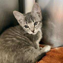 Shelter Stray Male Cat last seen , Palm Springs, CA 92264