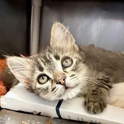 Shelter Stray Female Cat last seen , Palm Springs, CA 92264