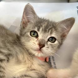 Shelter Stray Female Cat last seen , Palm Springs, CA 92264