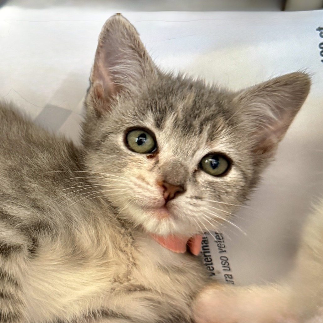 Shelter Stray Female Cat last seen , Palm Springs, CA 92264
