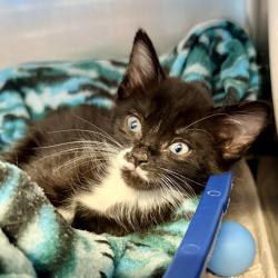 Shelter Stray Male Cat last seen , Palm Springs, CA 92264