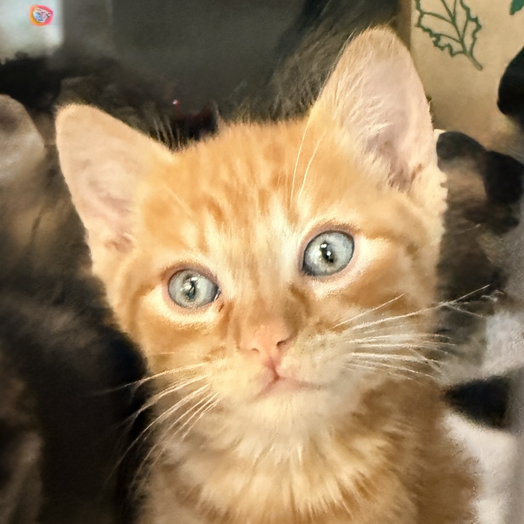 Shelter Stray Male Cat last seen , Palm Springs, CA 92264