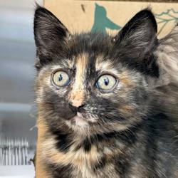 Shelter Stray Female Cat last seen , Palm Springs, CA 92264