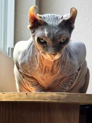 Lost Female Cat last seen Near Weldon Dr Grandville mi, Grandville, MI 49418