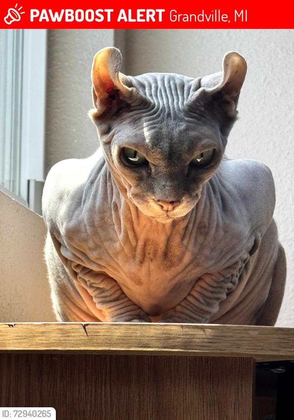 Lost Female Cat last seen Near Weldon Dr Grandville mi, Grandville, MI 49418