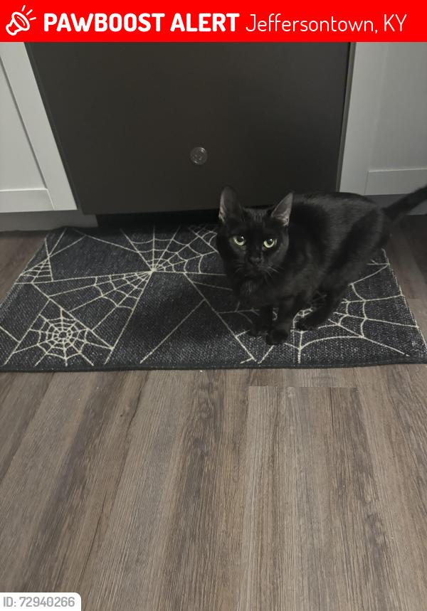Lost Female Cat last seen Harper apmts , Jeffersontown, KY 40299