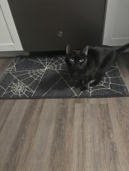 Lost Female Cat last seen Harper apmts , Jeffersontown, KY 40299