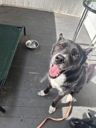 Reunited Female Dog last seen Last seen at Ansley Mall around 8:30pm  - someone posted on Ring but idk if they still have her, Atlanta, GA 30324