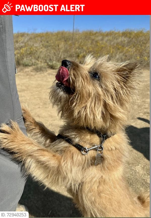 Lost Male Dog last seen Rifle Range Road, El Cerrito, Contra Costa County, CA 94708